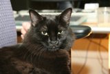 The Regal Black Cat