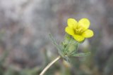 A Sunny Geranium Blossom