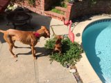 Two Dogs by the Pool