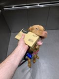 Elevator Pooch