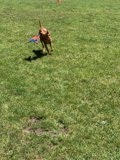 Frisbee Fun in the California Sunshine