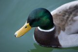 Majestic Mallard of Lake Merced