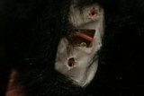 Close Up of Black Bear's Hole