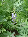 Purple Flower in a Sea of Green Foliage
