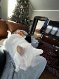 White Cat and Christmas Tree