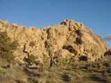Majestic Joshua Tree