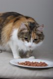 The Graceful Plate-stander