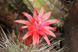 Scarlet Beauty Among Spines
