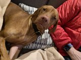 Couch Companionship