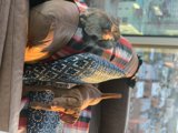 Furry Friends' Cozy Couch Time