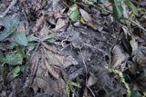 Hidden Harmony: The Forest Floor
