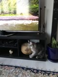 TV-Watching Cat on Stand