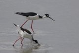Harmony at San Pablo Bay