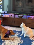Furry Friends at Play