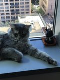 Feline City View