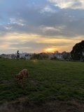 Sunset in the Field with Fido