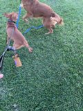 Playtime on the Lawn