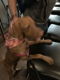 Stylish Pup in the City