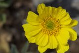 The Bright Yellow Daisy