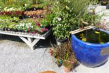 The Blue Fish Pot