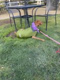 Stylish Pup in Green Coat Enjoying Outdoors