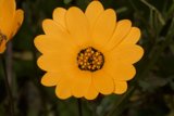 Sunny Blooms