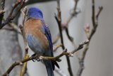 Tranquil Perch