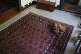 Comfy Canine on Hardwood Rug