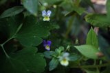 Blooms in Shades of Purple and Yellow