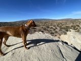 Vizsla on the Edge