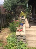 Backyard Oasis