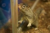 Curious Critter at the Bay