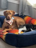 Companionship on the Couch