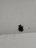 Mysterious Wall Dweller