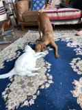 Furry Friends Having a Blast