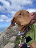 The Fashionable Canine on the Rocky Hill