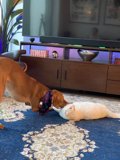 Furry Friends on the Rug