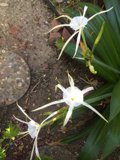 A Trio of White Amaryllidaceae Flowers on a Rocky Outcrop