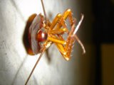 Antennae's Tale