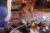 Furry Inspectors