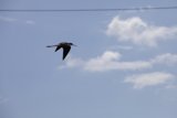 Flight of the Black-necked Stilt