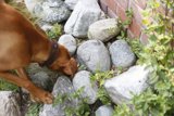 Canine Explorer