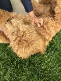 Fun in the Grass