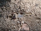 Scorpion with a leaf