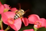 Buzzing with Beauty