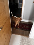 Paws-itively Stylish Entrance