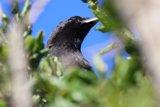Crow's Verdant Perch