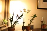 Elegant Ikebana Table Setting