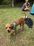 Paws in the Park