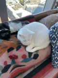 Couch Cats